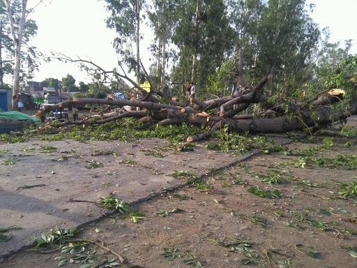 हावाहुरीले रुख ढल्दा एकको मृत्यु