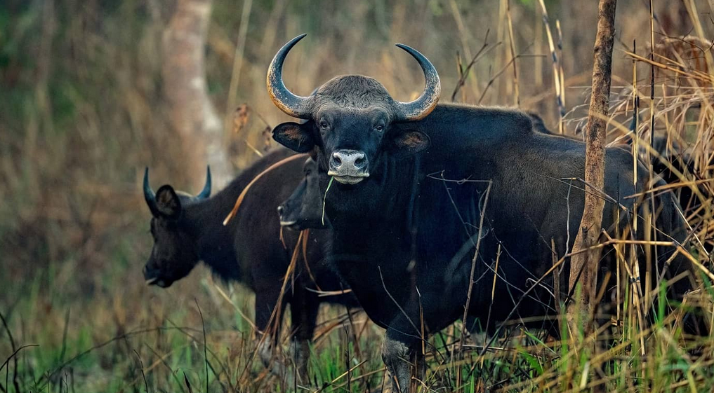 जङ्गली हात्तीका कारण गौरीगाई गणना स्थगित