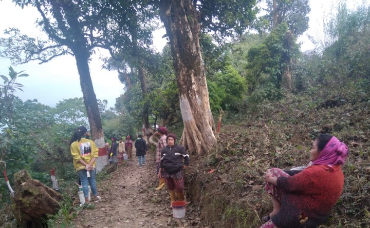 इलाममा बाटैभरि लालीगुराँस र सुनाखरी देखिने ‘करसोङ’ पदमार्ग निर्माण