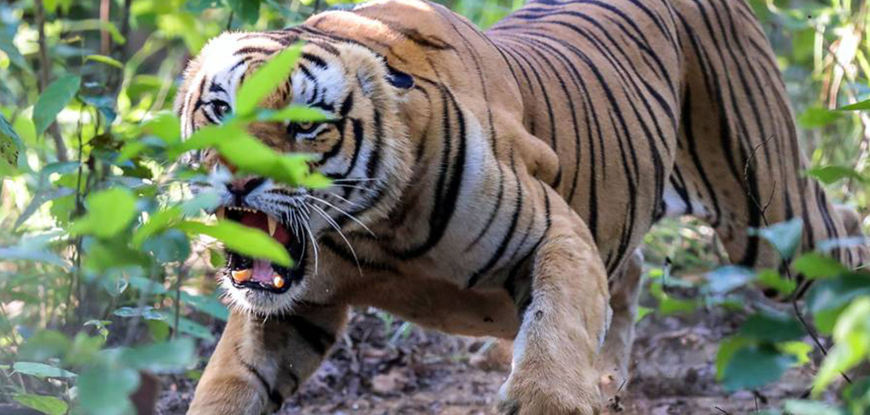 बाघको आक्रमणबाट चितवनमा एक वृद्धको मृत्यु