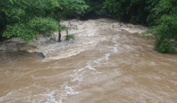 झापामा बाढी खेतमा पस्दा मकैबाली नष्ट