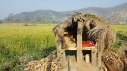 कर्णालीमा छाउप्रथा : भत्काइएका छाउगोठ फेरि ठडिँदै