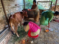 आज गाई तिहार: गाईको पूजा गरी मनाइँदै 