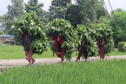 गाईवस्तुलाई घाँस र स्याउला लिन भारत