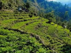 म्याग्दीमा नौ सय रोपनी जग्गामा बर्खे आलुखेती