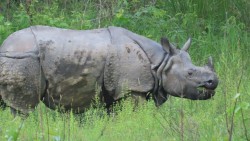 बर्दघाट सुस्तापूर्वमा गैँडाको आक्रमणबाट एक जनाको मृत्यु