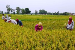 आगामी आर्थिक वर्षलाई कृषिमा लगानी दशक घोषणा गरिने