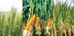 कृषि आधुनिकीकरण परियोजनाः गहुँ, धान र तोरी बालीको उत्पादकत्व वृद्धि