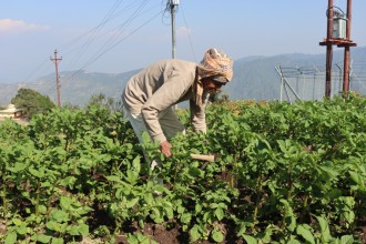 नब्बे वर्षको उमेरमा कृषि र पशुपालनमा सक्रिय