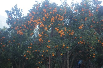 म्याग्दीको दोसल्ले गाउँबाट  रु एक करोड ५० लाख बढीको सुन्तला  बिक्री