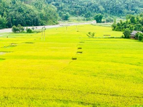  गुल्मीमा धान उत्पादन बढ्यो