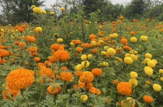 चालीस रोपनी जग्गामा सयपत्री फूलखेती