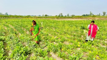  सामूहिक खेतीगरी आत्मनिर्भर बन्दै सिसवोनीका दलित महिला  