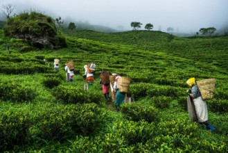 झापाबाट एघार करोडको चिया निर्यात