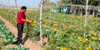 तरकारीखेतीबाट सात लाख आम्दानी