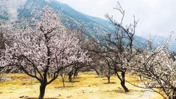  मुस्ताङको शीतोष्ण फलफूल बगैँचामा यसवर्ष ढिलो फूल फुल्दा...