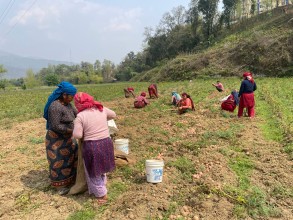  पाल्पाका किसान आलु थन्क्याउन व्यस्त