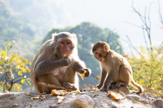 बाँदरले सुन्तला नष्ट गर्न थालेपछि कृषक चिन्तित