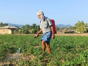 व्यापार छाडेर टमाटर खेती, वार्षिक पाँच लाखभन्दा बढी आम्दानी