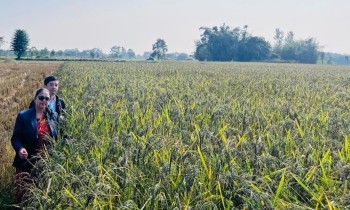  शिवसताक्षीका चार  वडालाई 'नुनिया धानको पकेट क्षेत्र' घोषणा