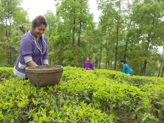 चिया पनि ‘चक्लेटी’ स्वादमा