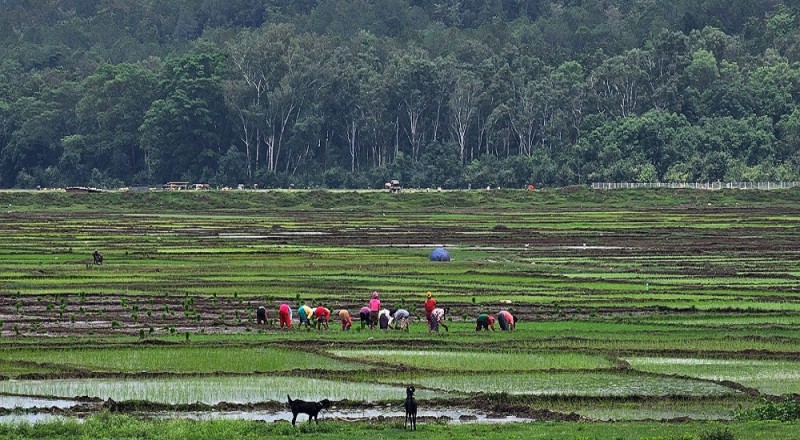  कर्णालीमा कृषि उत्पादन घट्यो